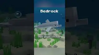dolphin bubbles