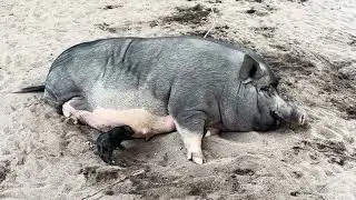 🫣🫣🫣 Pig is a small baby tq .so much Like and subscriber ok