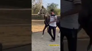 36 Years Old Marwari Stallion Aaburaj🐴Aalawa Stud Farm - Kalandri #shorts #trending #viral #ytshorts
