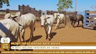 LOTE 5CO