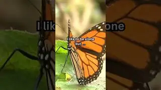 Two Souls, One Space: Love in the Quiet Moments #butterfly #motivation #relationship #short #quotes