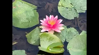 Angiosperms: Fruits and Flower Power