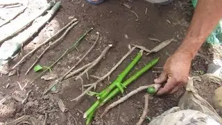 PLANTANDO ARVORES FRUTÍFERAS E ROSAS POR ESTAQUIA