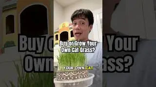 Buy or Grow Your Own Cat Grass