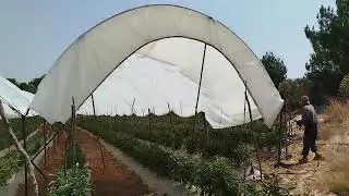 Técnica Eficaz para poner el Plastico de Invernadero🌱✅
