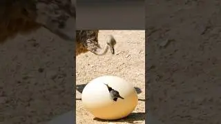 Ostrich egg hatching