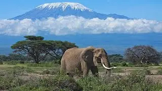 Nature Will Blow Your Mind in Kenya @Amboselisightings @AmboseliTrust 🌍#shorts 