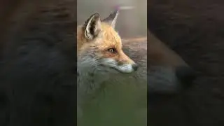 Top 3 Rarest Foxes in the World! You DinKnow!  #wildfacts #animals  #wildwonders