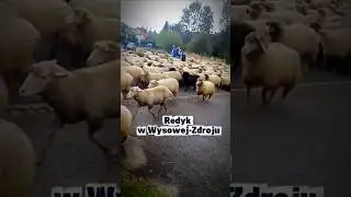 Jesienny Redyk Bacy Klimowskiego w Wysowej-Zdroju 2025