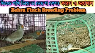 ফিঞচ পাখি ডিমে তা না দেওয়ার কারন ও সমাধান || Zebra Finch Care & Information || ফিঞচ পাখি পালন 