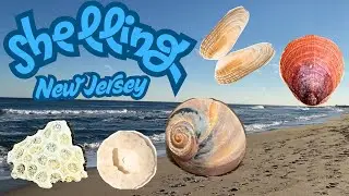Wintertime shelling in New Jersey