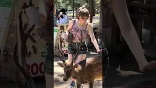 Nara deer park Japan🤪#japan #nara #park #deer #foryou #animals #fun #cute #pets #trending #funny #zo