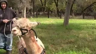 Beta receives some more training for ground driving