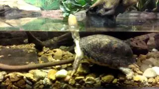 McCord's Box Turtle