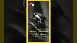 #shorts  Birds of Thailand   The  White-browed Scimitar-Babbler (Pomatorhinus schisticeps) #birds