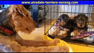 Large Airedale Terriers Arizona