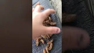 ASMR: Cicada Shell Crushing
