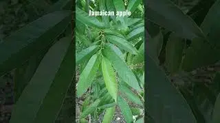Leaf :- Ramphal/luvun/nonai/Jamaican apple/bullock's heart/netted custard apple #shorts