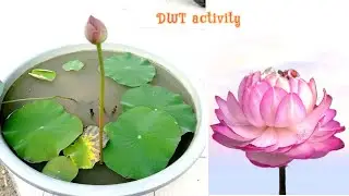 Kapan LOTUS berbunga???