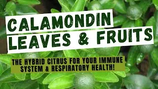 The Hybrid Citrus Calamondin
