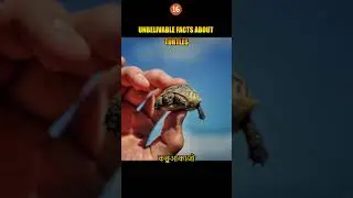 Unbelievable Turtles Facts In Hindi You Do not Know Man #turtle #animals #shorts