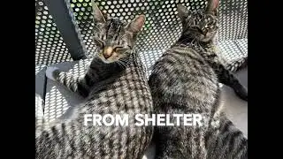 Adopted Two Cats&hellip; One Brain Cell 😭