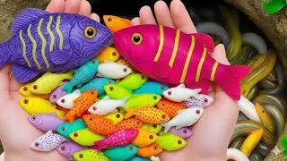Awesome Catch Beautiful Aquarium Fish in Small Pond, Tiger Guppy, Red Ear Koi, Turtle, Carp, Eel,Koi