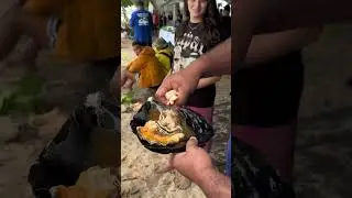 Huge Black-Lipped Pearl Oyster
