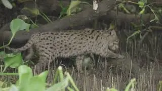 Magical Mangroves of Andhra Pradesh : Story of Resilience