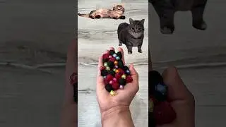 Funny Candy Cat 😻 Satisfying & Relaxing Reverse ASMR #satisfying #cat
