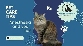 Cat Anesthesia