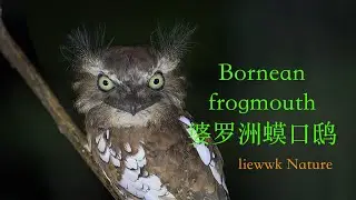 Bornean frogmouth, 婆羅洲蟆口鴟 | liewwk Nature