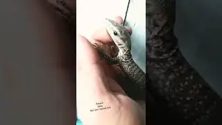 salva nebulosus