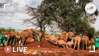 Nairobi Nursery elephant mud bath: 3rd June 2020 | Sheldrick Trust