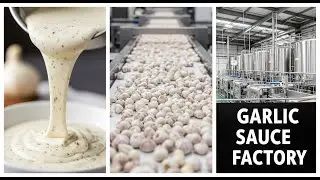 Inside a Fresh Garlic Sauce Factory &mdash; Full Manufacturing Process