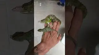 breeding monster #beautiful #reptiles #animals #monster #pets #farm #wildlife
