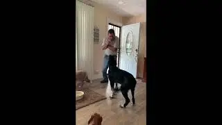 Teach your dog to speak like Lassie, in less than a mintue  #dogtraining #lassie #dogtrainingtips