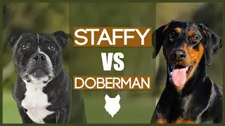 STAFFORDSHIRE BULL TERRIER VS DOBERMAN