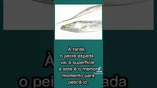 Dica fatal para pescaria  peixe espada !