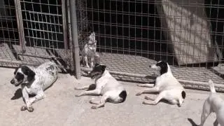 TVM - Times Talk / AAA / Stop chaining dogs , change the law