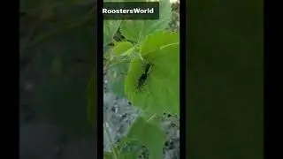 leaf Bugs getting Busy