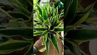 Spiral Lucky Bamboo Plant | Lucky Bamboo Indoor Plant| Ribbon Plant|Dracaena Sanderiana|Lucky Bamboo