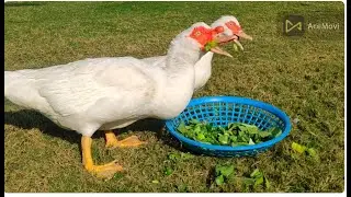   Muscovy Duck 🦆 Loves Spinach | Healthy Diet for Long Neck Duck white | Muscovy Duck 🦆
