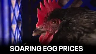 Searching for high-egg price solutions | West Coast Wrap
