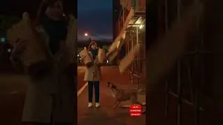 Stray Dog Follows Woman and Finds New Family | A Life-Changing Encounter #animal  #funny #funnyvideo