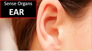 Sense Organs - EAR