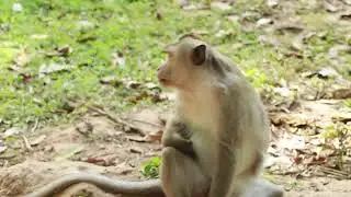 Monkey Bronco  Sit Look For Maha Nokor Group /MA-D.137