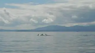 Sooke Coastal Explorations June 5 2010 250-642-2343.wmv