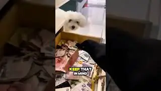 Pet Bird Learns to Pick Up Money&hellip; Genius or Crazy? 🐦🔥