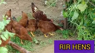 RIR HENS AND COCK, The best egg lying hen breed